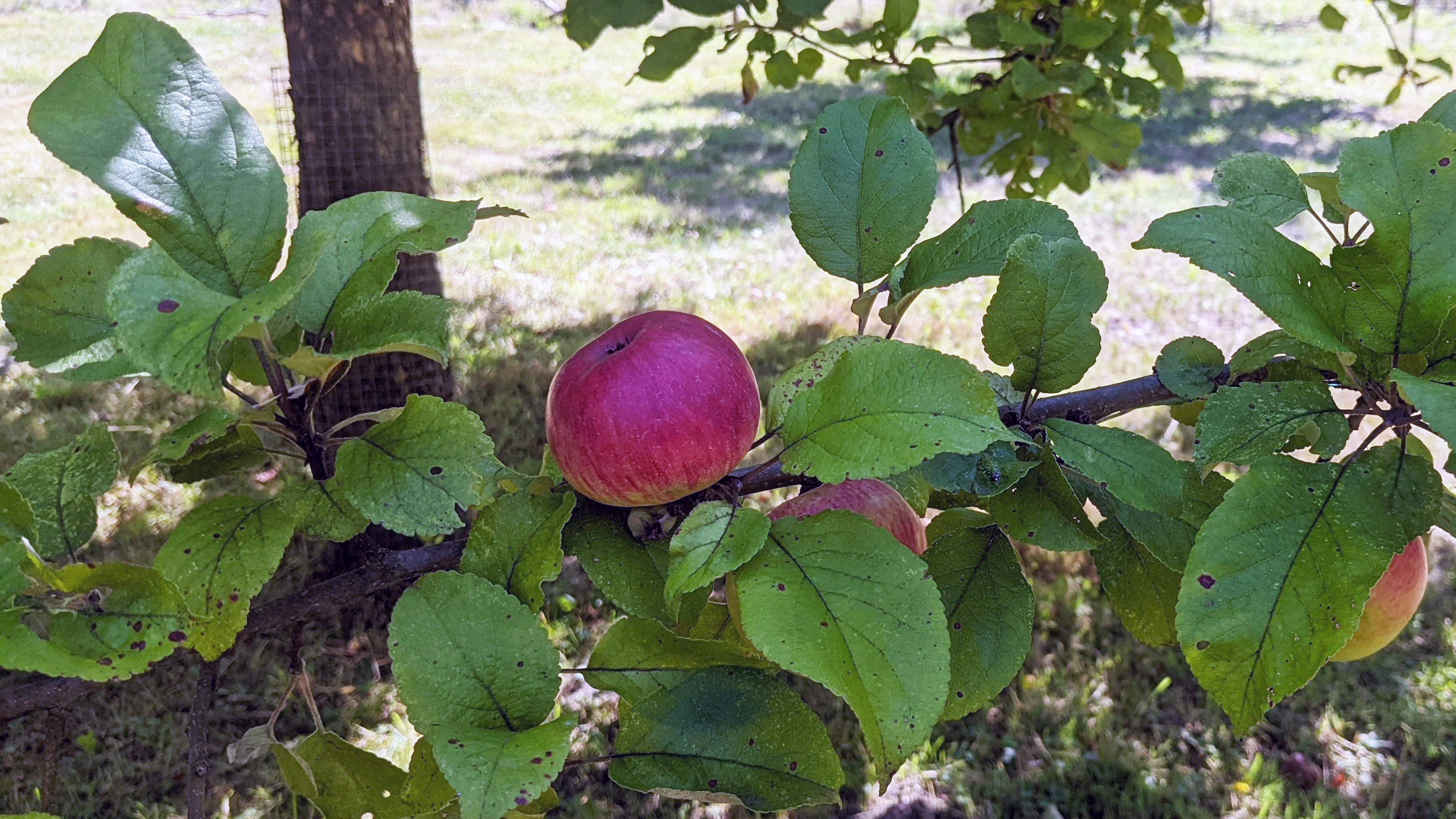 Reifer Apfel am Baum