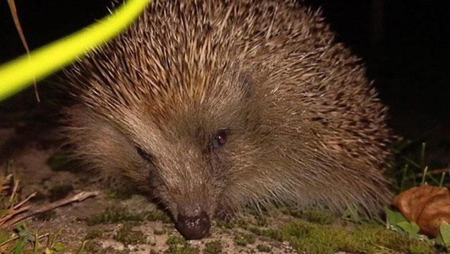 Das Bild zeigt einen Igel in Nahaufnahme, der sich auf einem Stück Erde oder Gras befindet. Sein Gesicht ist gut zu erkennen, mit einer feuchten Schnauze und kleinen, dunklen Augen, die leicht reflektieren. Die Stacheln des Igels sind dicht und gut sichtbar, während der Hintergrund dunkel ist.