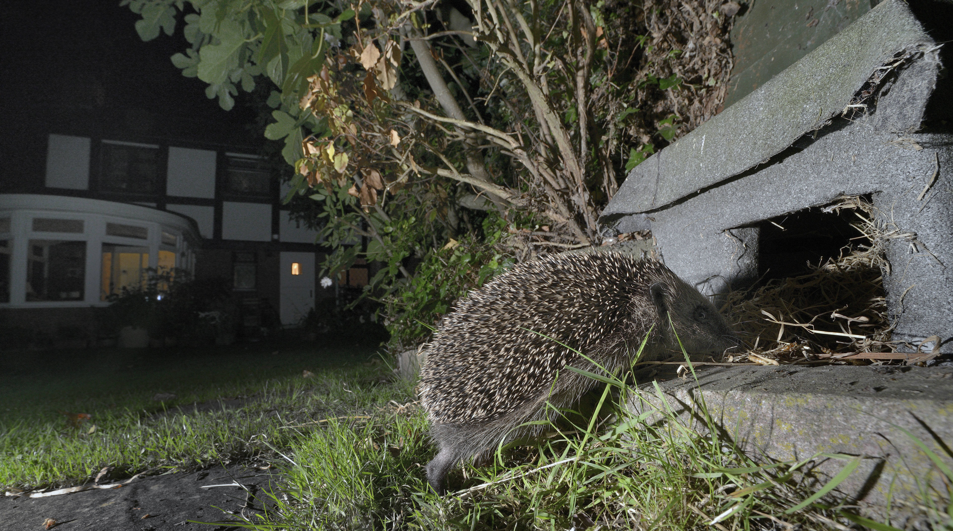 In einem Garten läuft ein Igel in einen Unterschlupf aus Steinen.