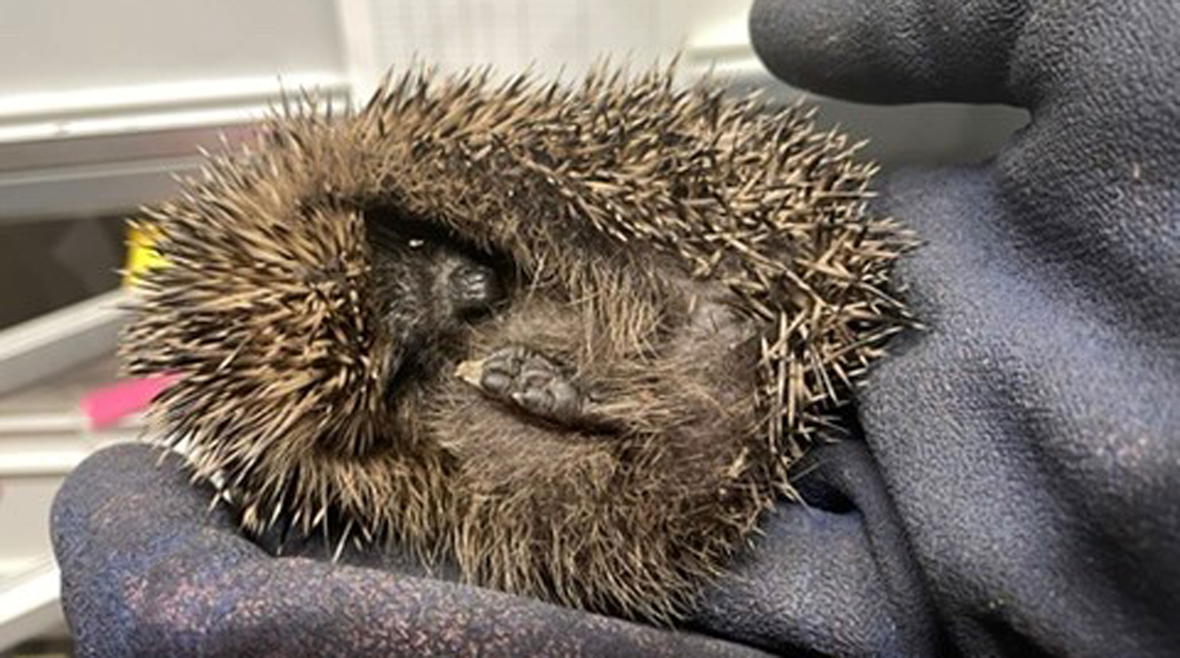 Ein eingerollter Igel wird in zwei Händen gehalten. Der Mensch trägt schwarze Gummihandschuhe.