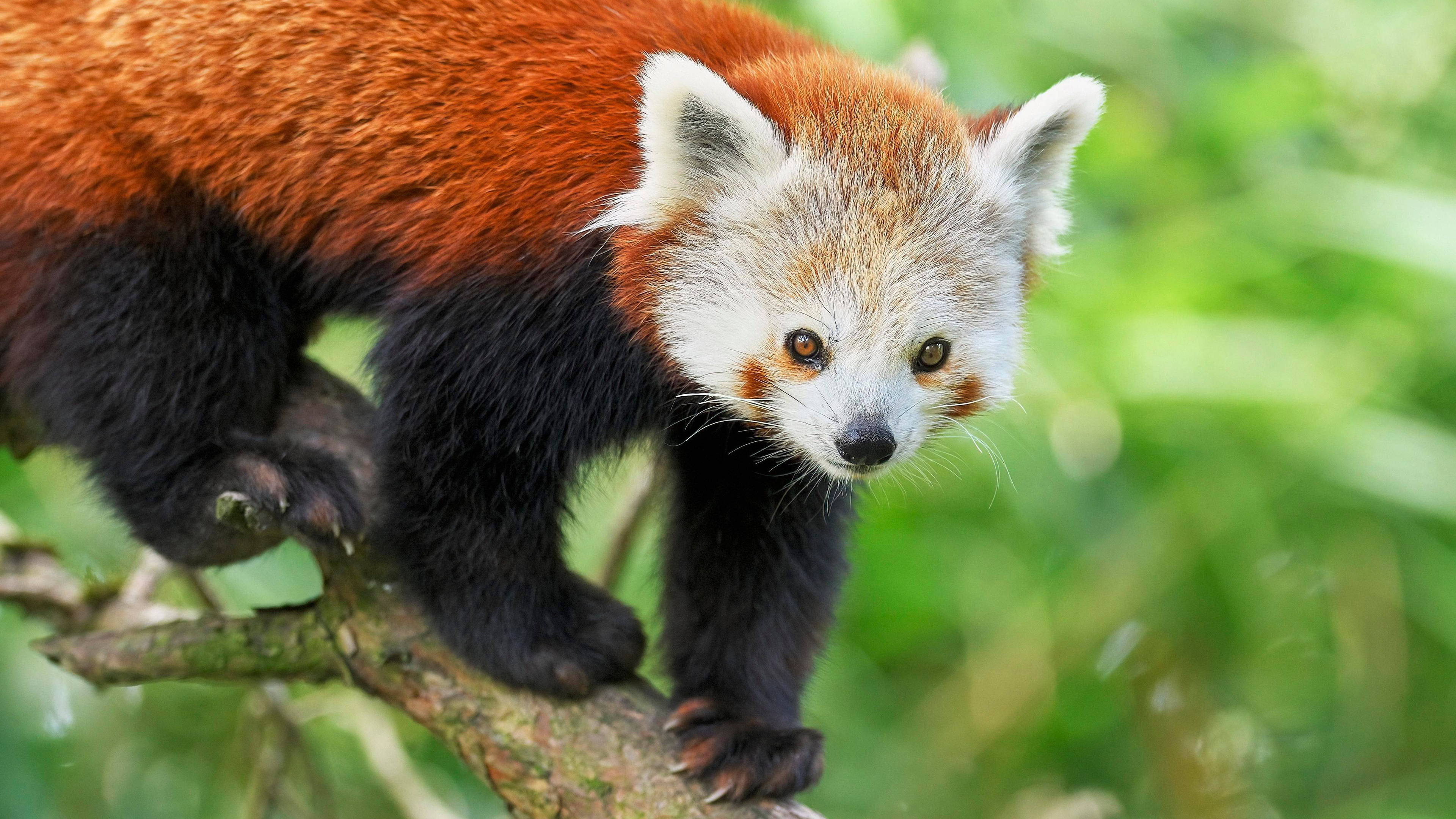 Kleiner Panda, Katzenbär, Katzenpanda