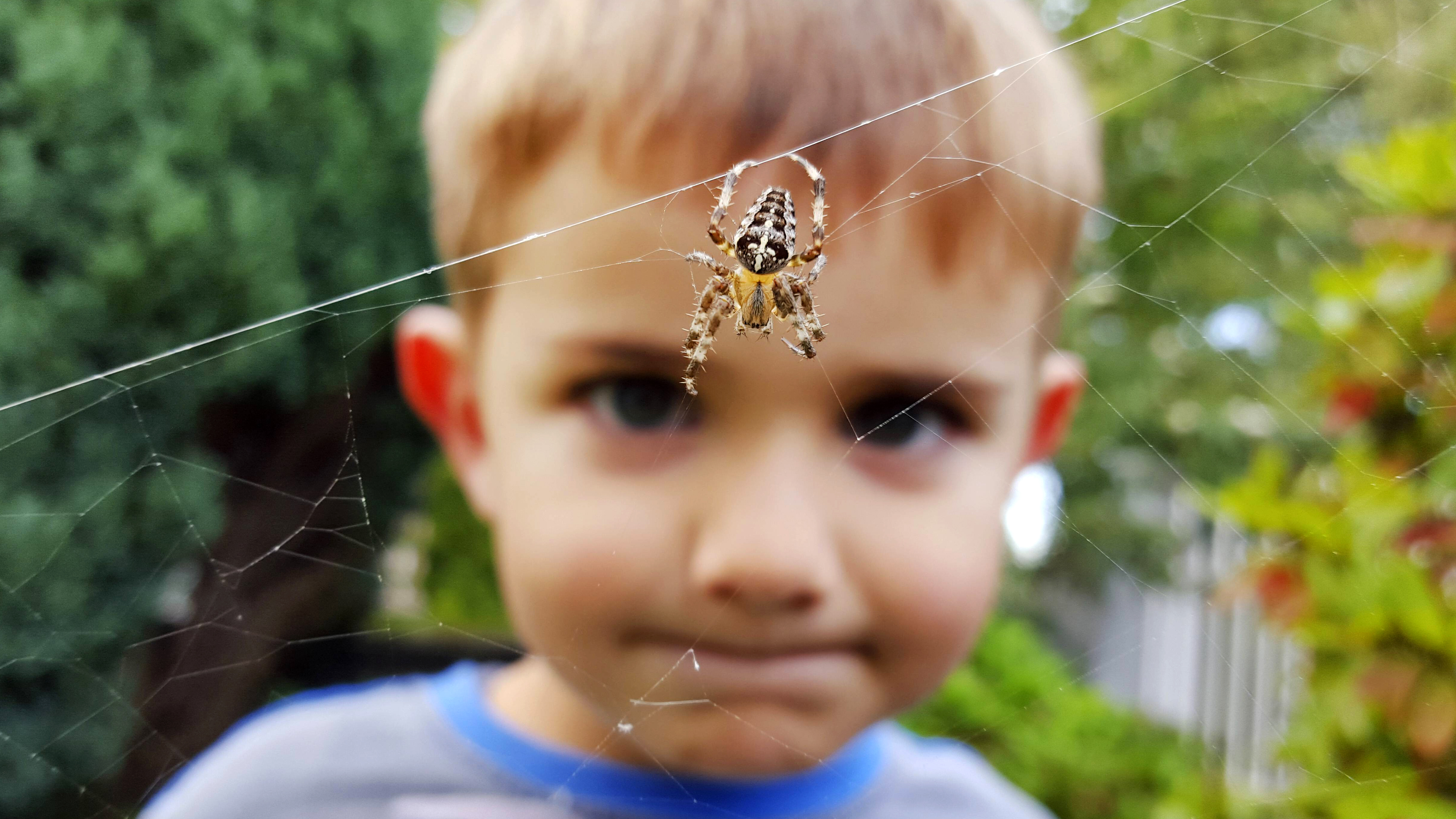 Junge schaut auf Kreuzspinne im Spinnennetz im Garten