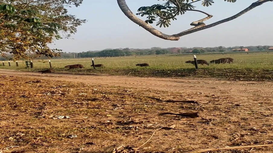 Video-Screenshot: Wasserschweine laufen im brasilianischen Pantanal über eine trockene Wiese